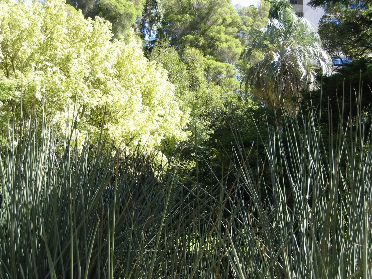 Company's Gardens — the good garden